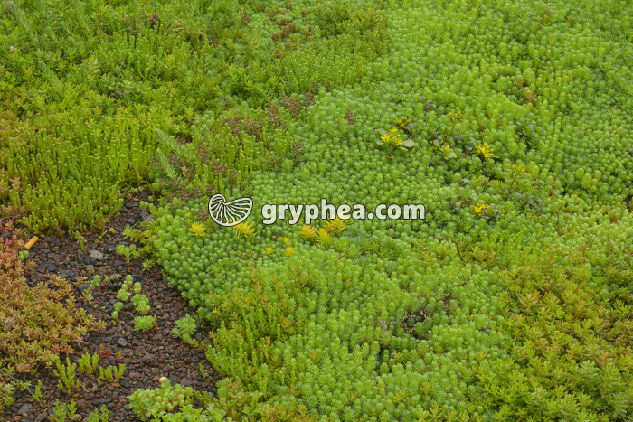 Plantes xérophylles sur un toit - gryphea.com